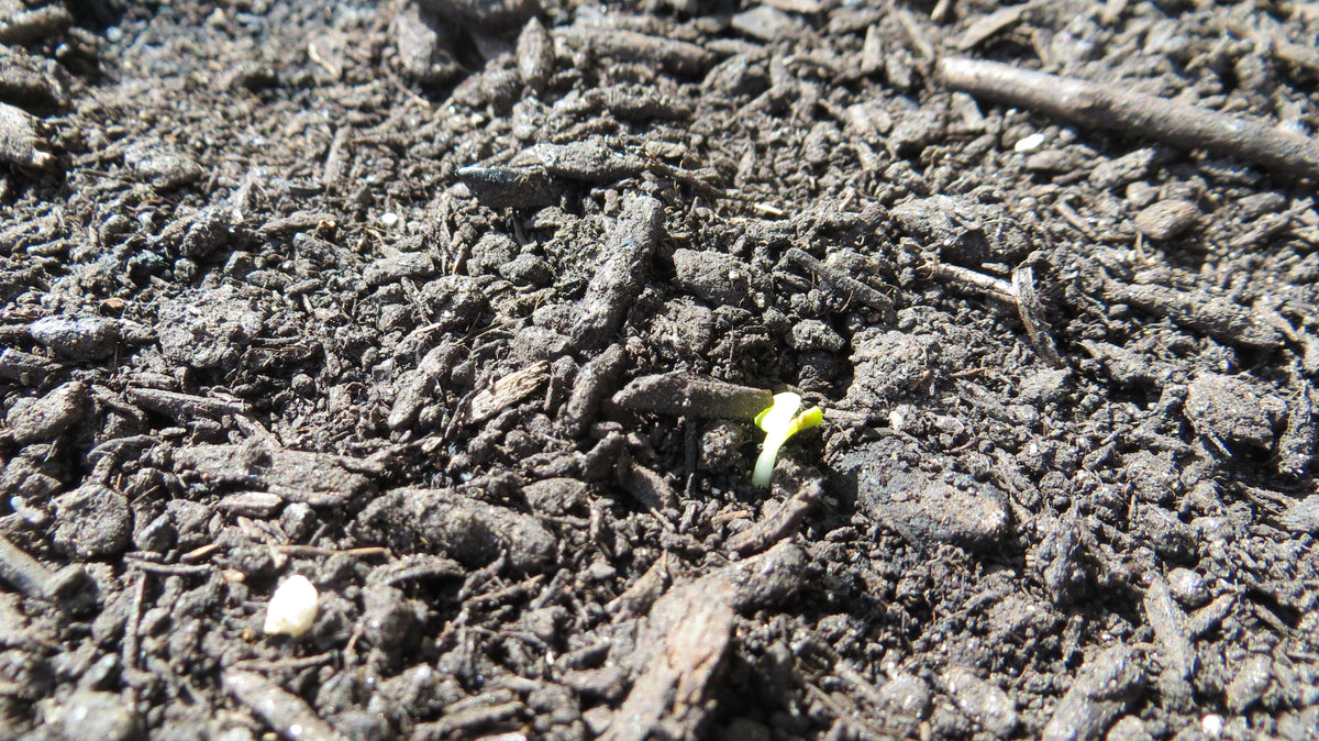 Composts – DFW Organic Growing