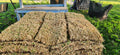 St. Augustine Sod