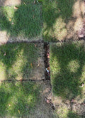 Zeon Zoysia Sod